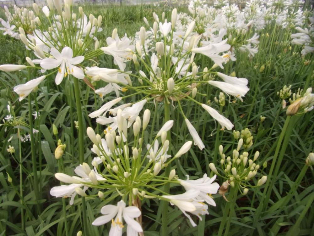 Agapanthus Bridal Veil - View 8 from www redcrocus com