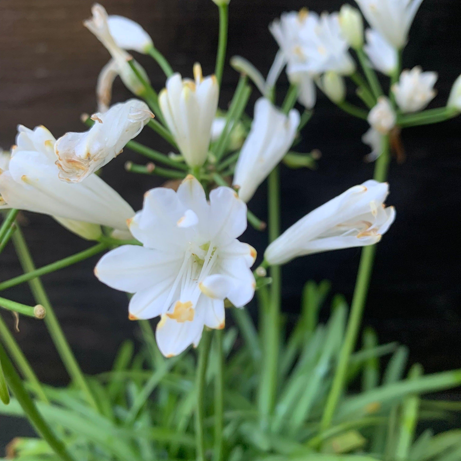 Agapanthus Bridal Veil - View 9 from www redcrocus com