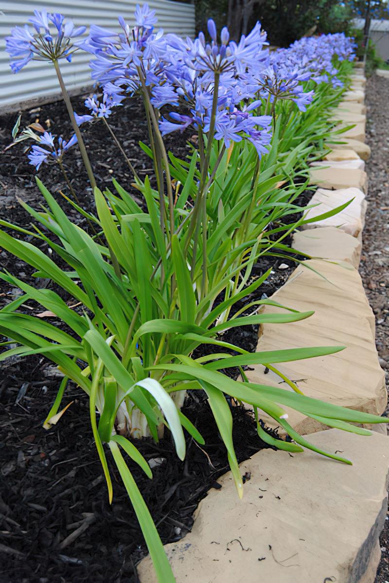 Agapanthus X Baby Pete - View 12 from www redcrocus com