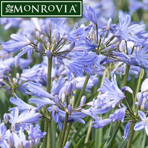 Agapanthus X Baby Pete - View 14 from www redcrocus com