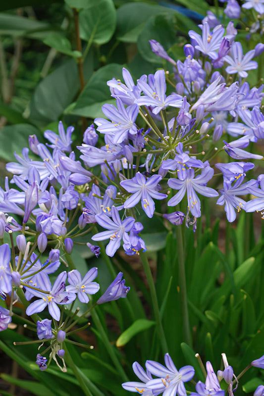 Agapanthus X Baby Pete - View 1 from www redcrocus com