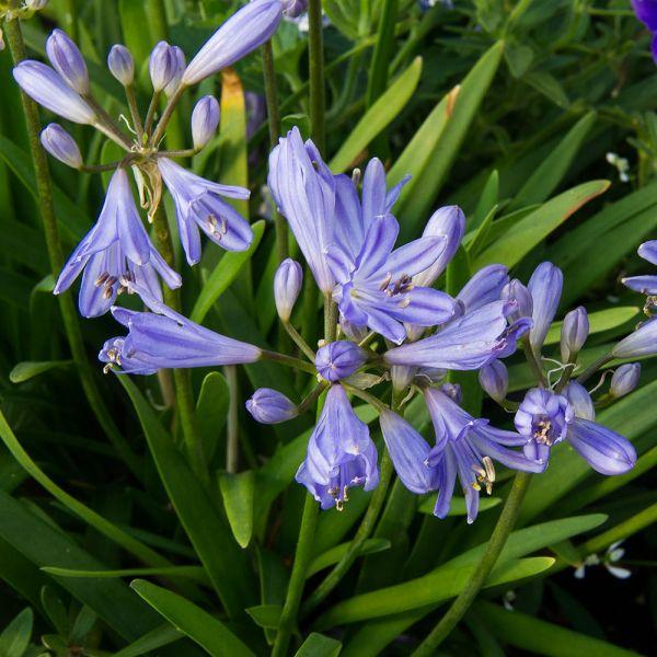 Agapanthus X Baby Pete - View 3 from www redcrocus com