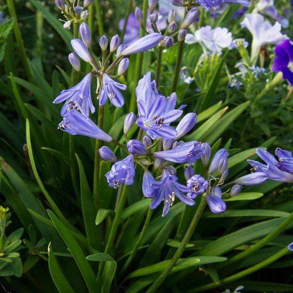 Agapanthus X Baby Pete - View 5 from www redcrocus com