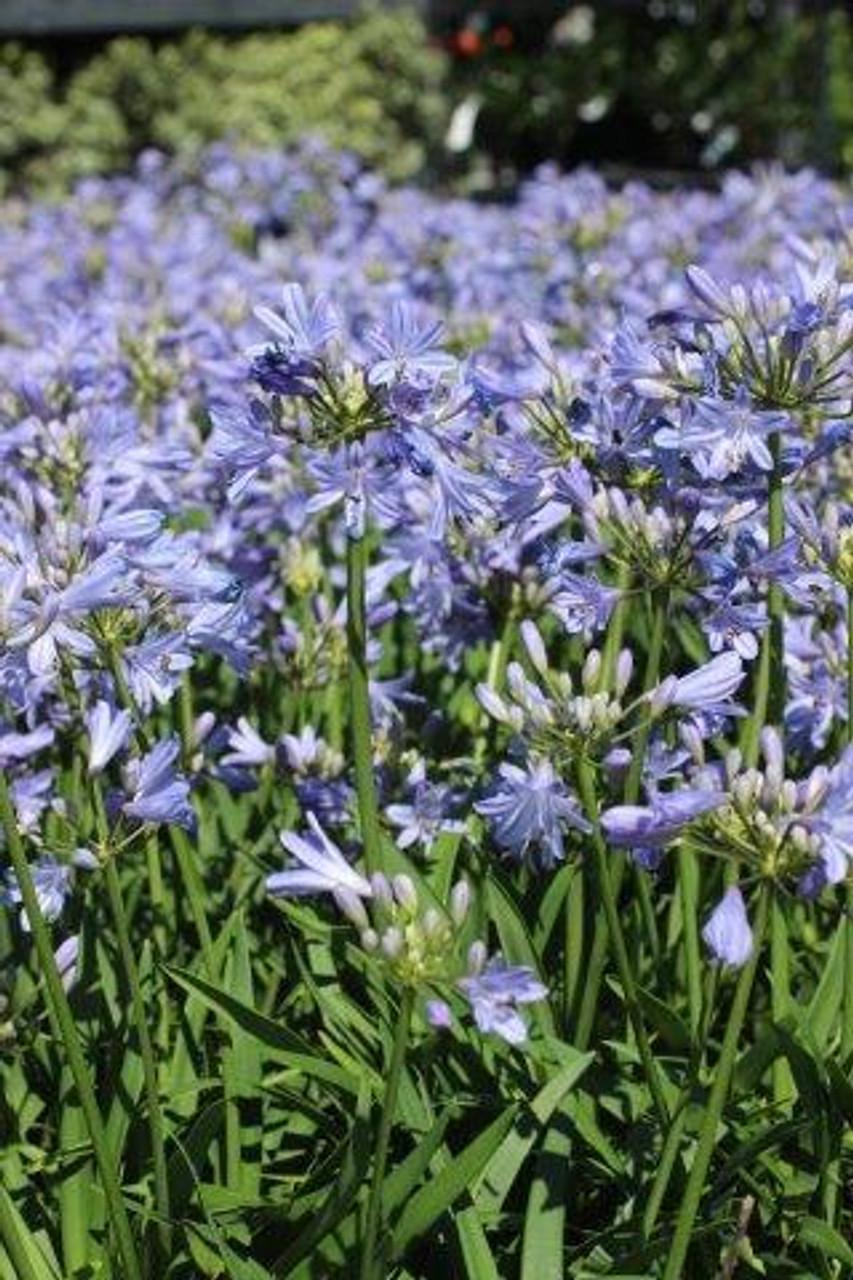 Agapanthus X Baby Pete - View 7 from www redcrocus com