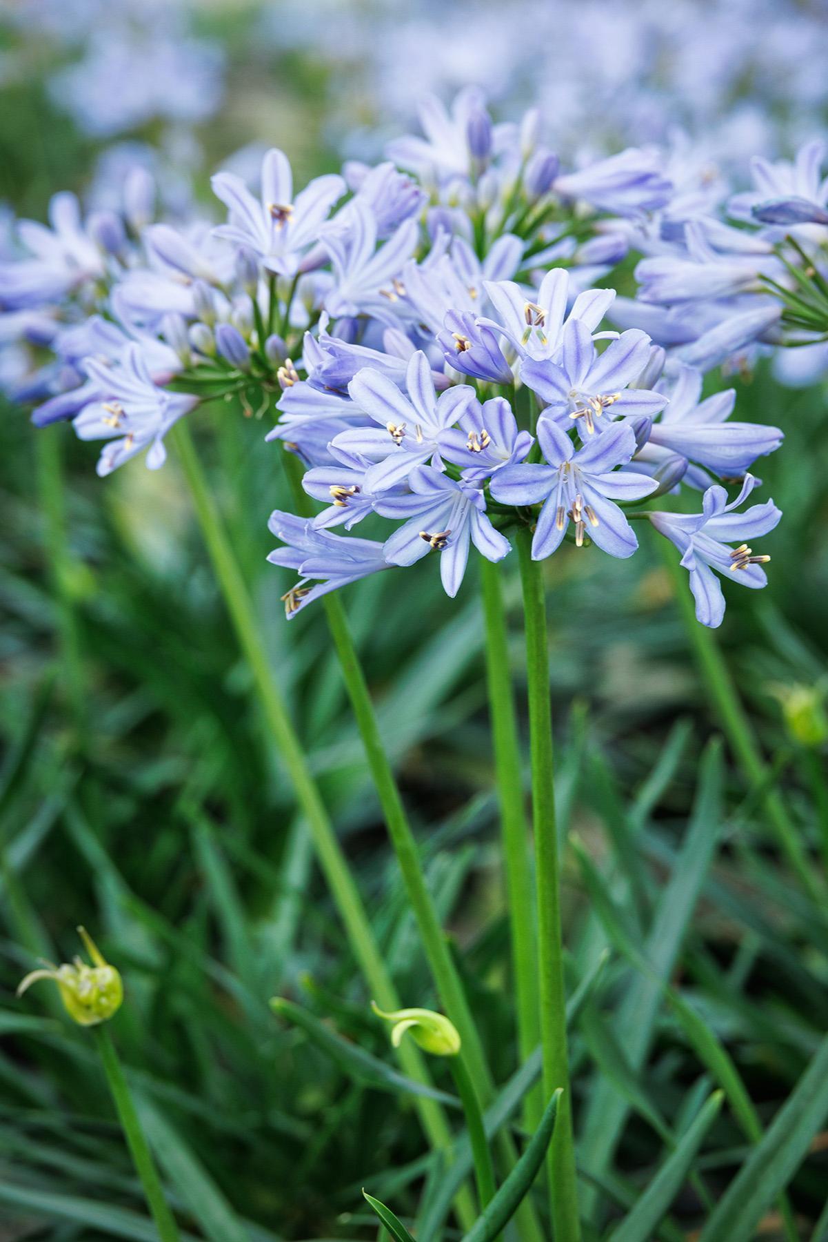 Agapanthus X Baby Pete - View 9 from www redcrocus com