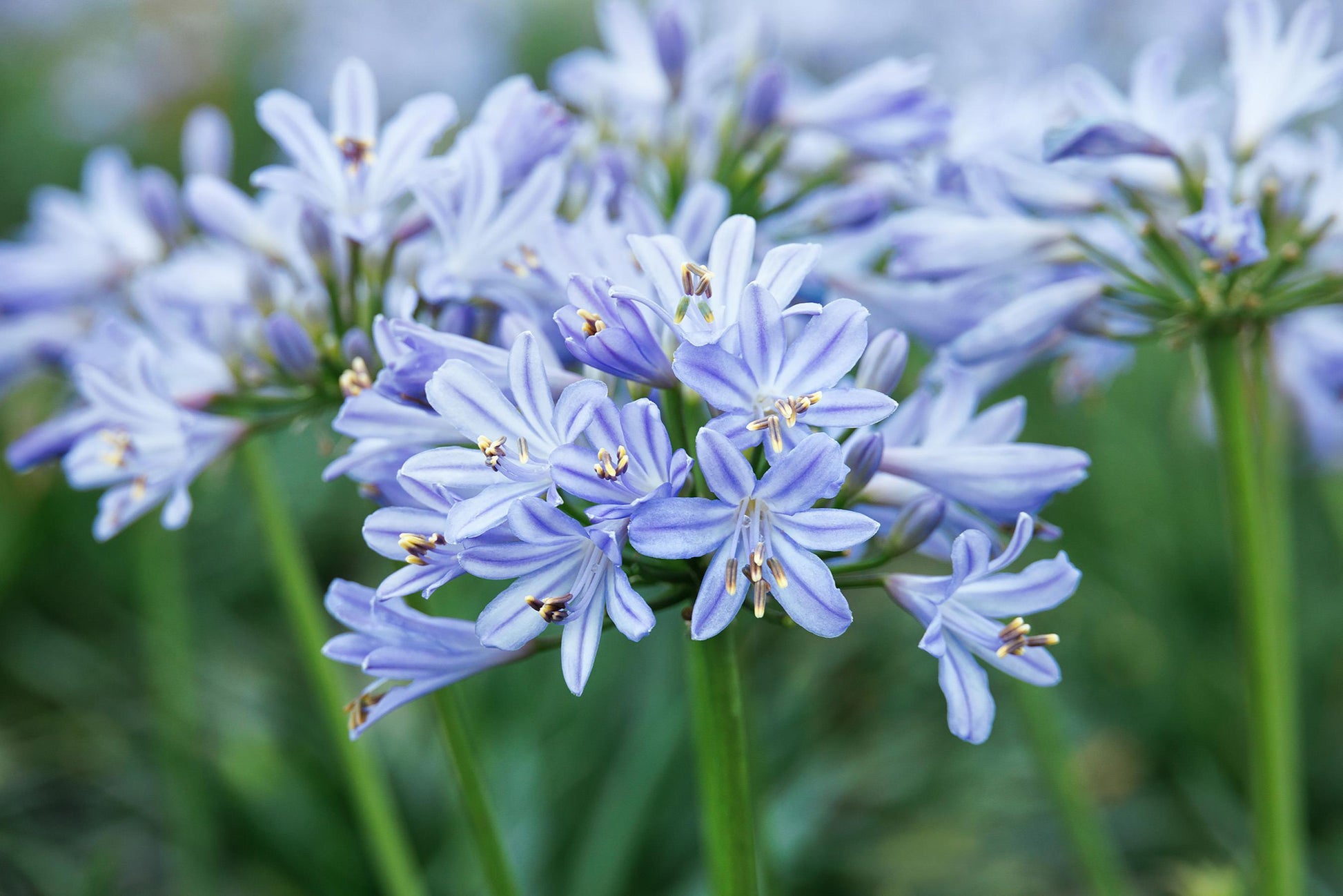 Agapanthus X 'baby Pete' - View 6 from www redcrocus com