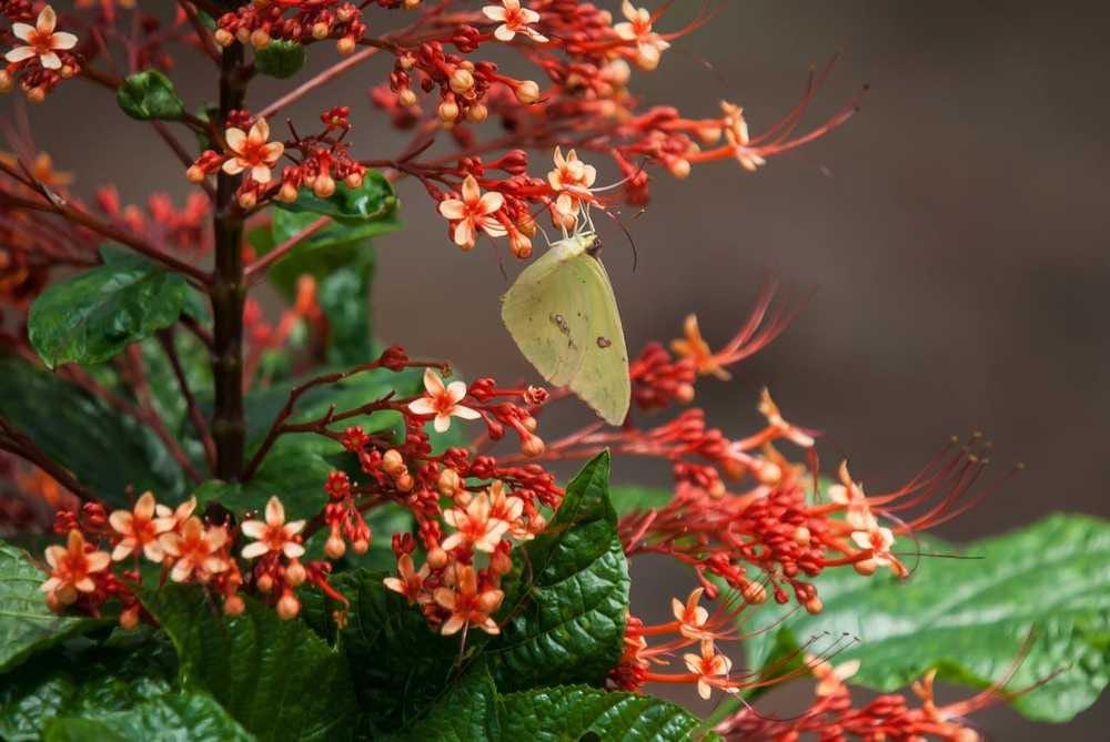 Clerodendrum Speciosissimum Tripod - View 16 from www redcrocus com