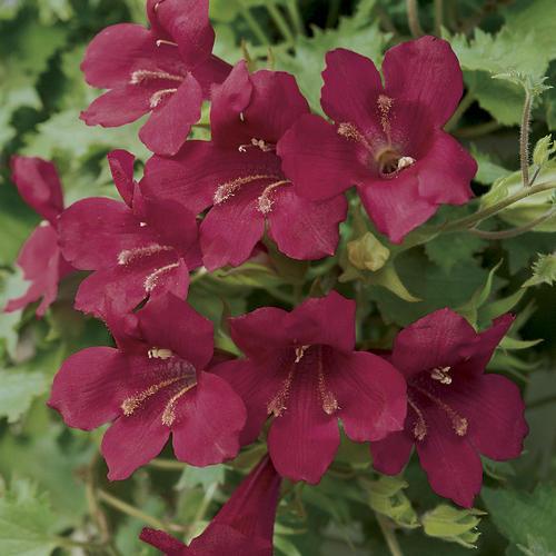 Lophospermum 'wine Red', Moss Basket - View 10 from www redcrocus com