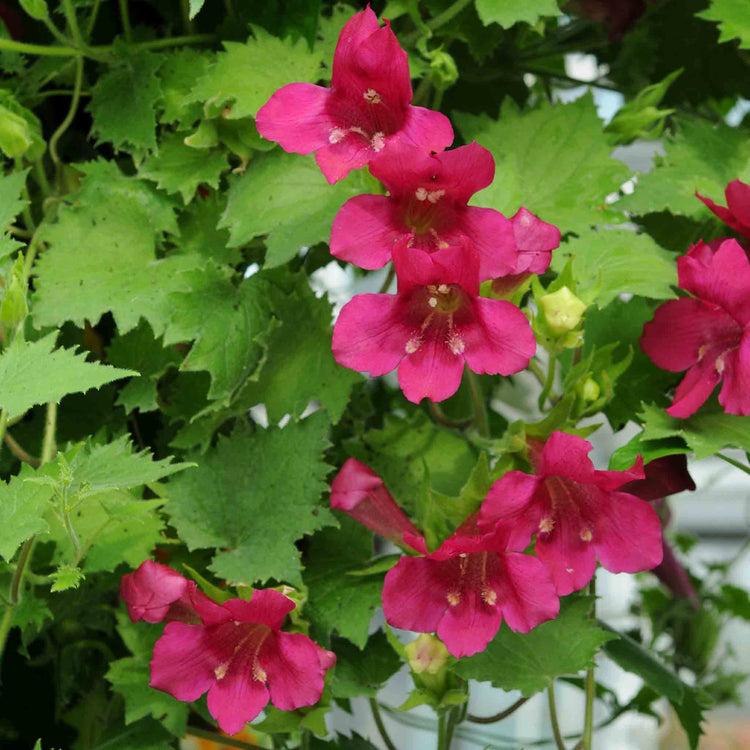 Lophospermum 'wine Red', Moss Basket - View 12 from www redcrocus com