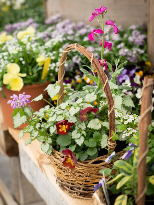 Lophospermum 'wine Red', Moss Basket - View 13 from www redcrocus com