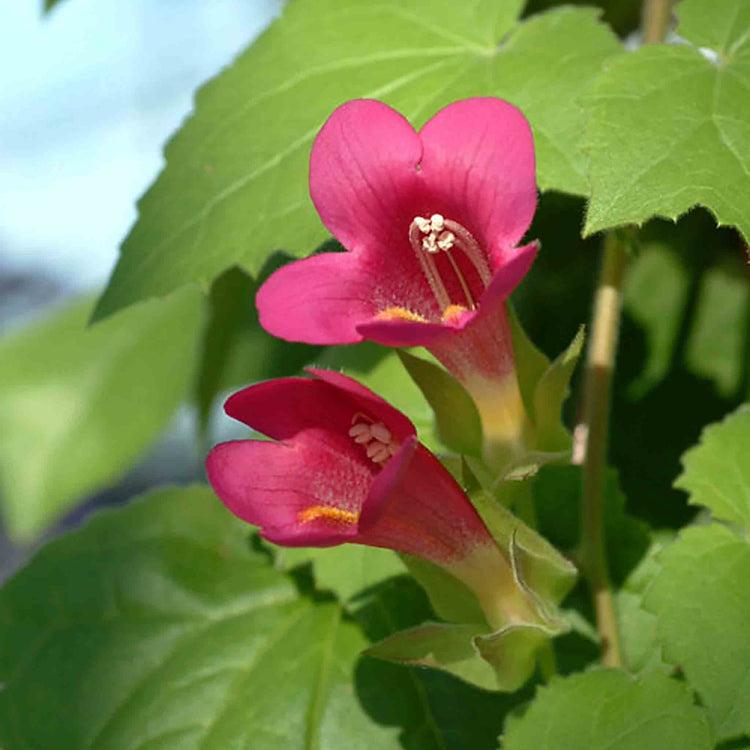 Lophospermum 'wine Red', Moss Basket - View 15 from www redcrocus com