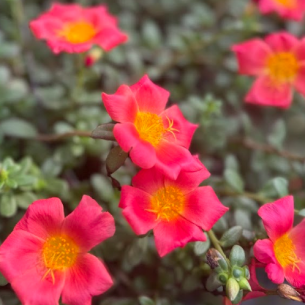 Lophospermum 'wine Red', Moss Basket - View 18 from www redcrocus com