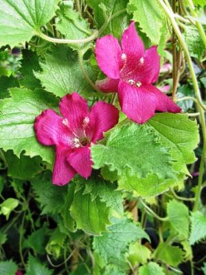 Lophospermum 'wine Red', Moss Basket - View 1 from www redcrocus com