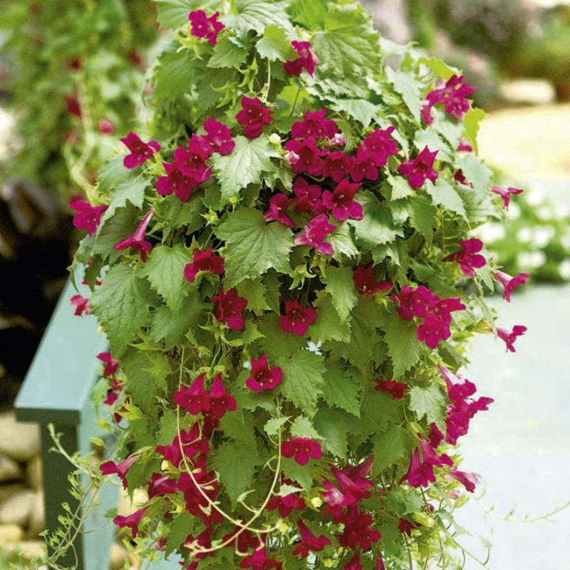 Lophospermum 'wine Red', Moss Basket - View 2 from www redcrocus com