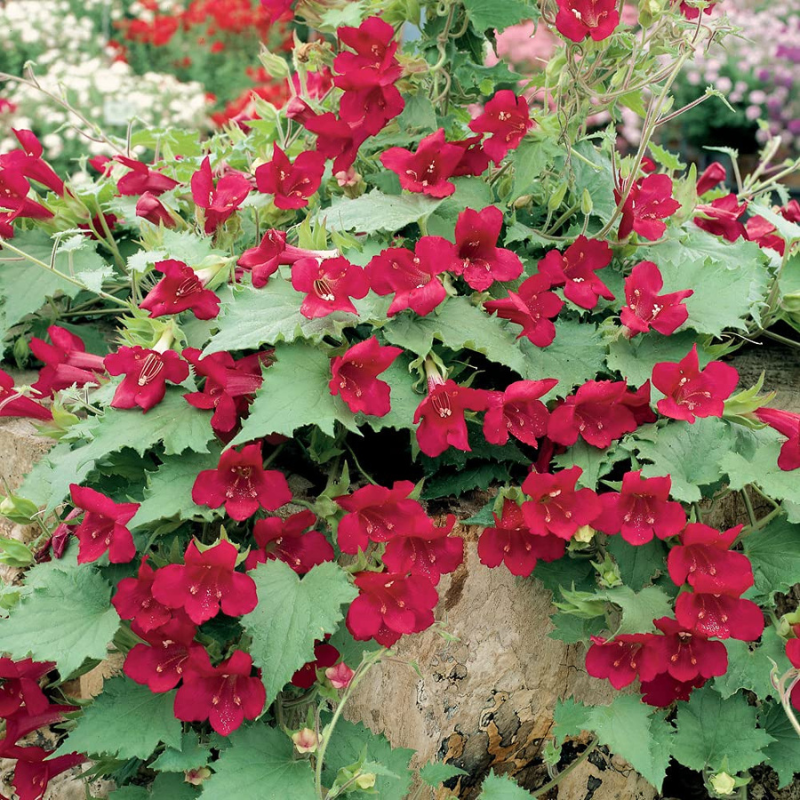 Lophospermum 'wine Red', Moss Basket - View 4 from www redcrocus com