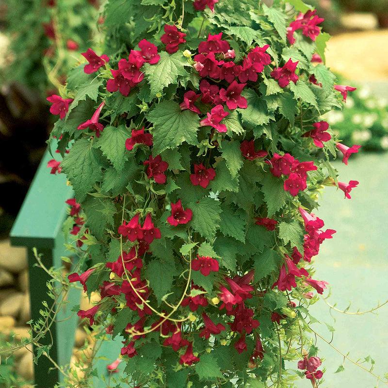 Lophospermum 'wine Red', Moss Basket - View 6 from www redcrocus com