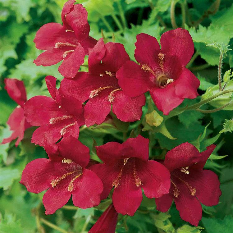 Lophospermum 'wine Red', Moss Basket - View 7 from www redcrocus com