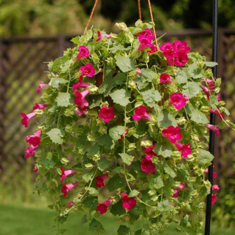 Lophospermum 'wine Red', Moss Basket - View 9 from www redcrocus com