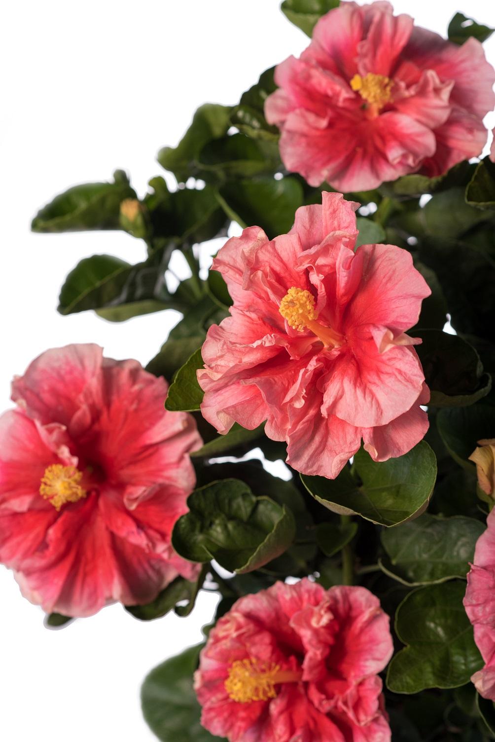 Hibiscus Bush Hollywood Premium - View 10 from www redcrocus com