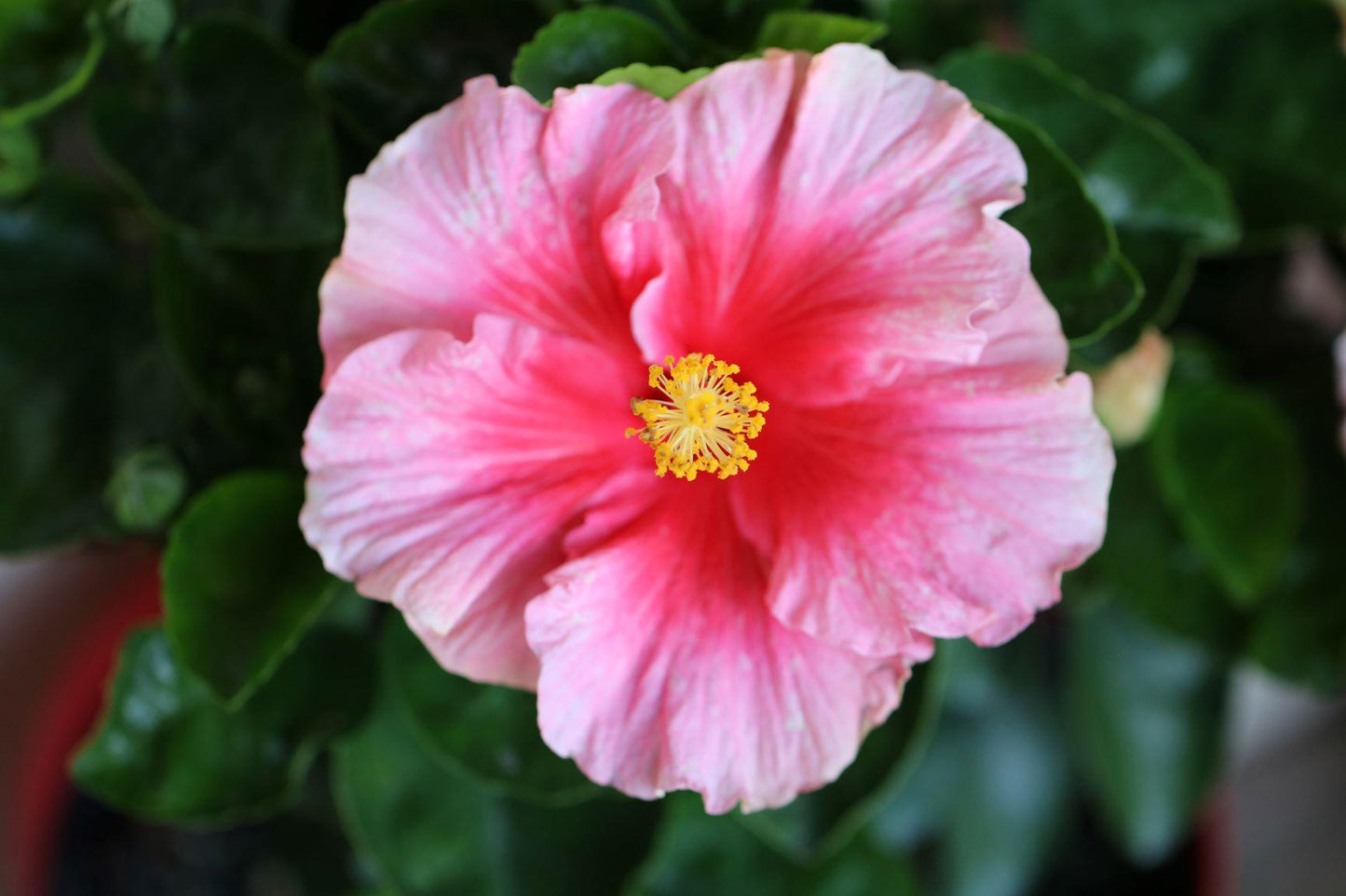Hibiscus Bush Hollywood Premium - View 11 from www redcrocus com