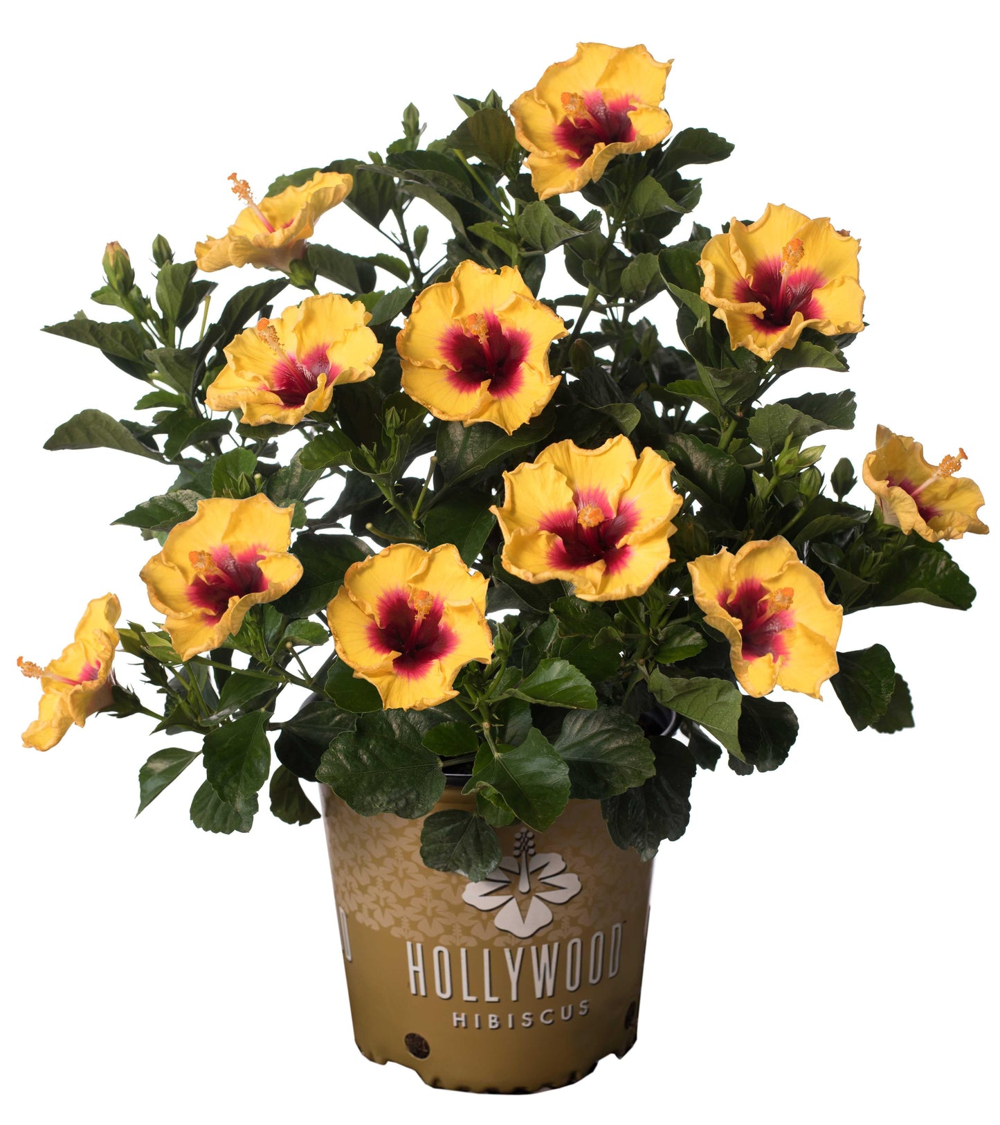 Hibiscus Bush Hollywood Premium - View 13 from www redcrocus com