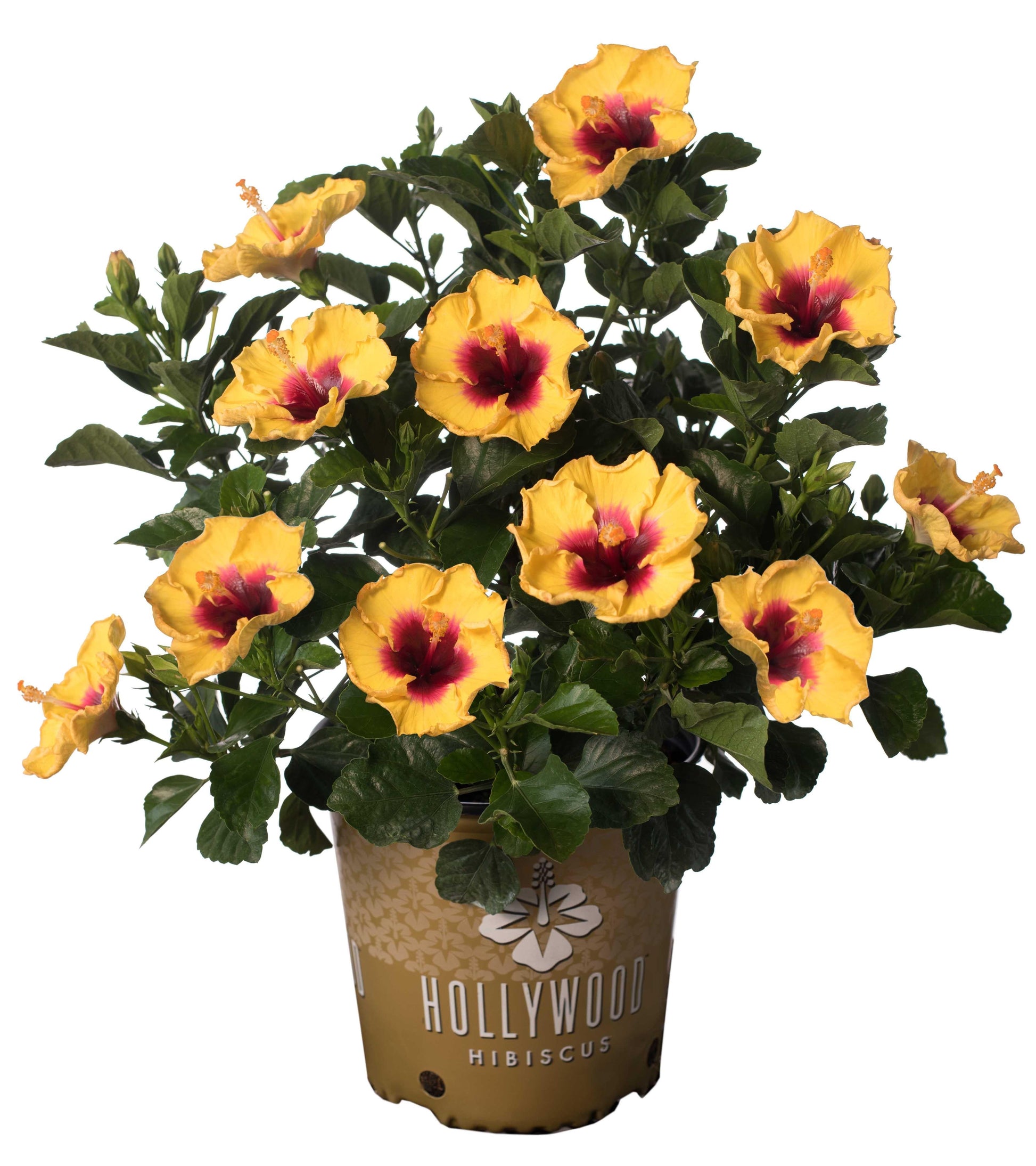 Hibiscus Bush Hollywood Premium - View 13 from www redcrocus com