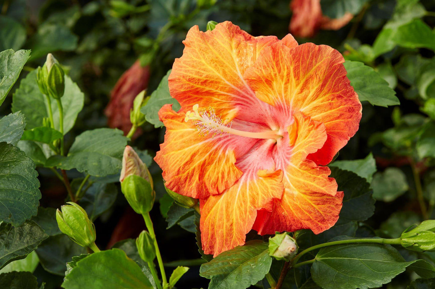 Hibiscus Bush Hollywood Premium - View 14 from www redcrocus com
