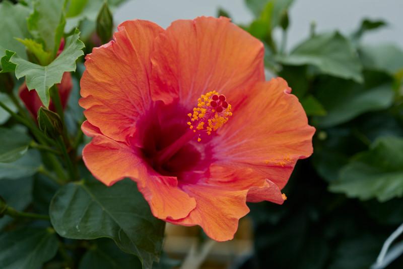 Hibiscus Bush Hollywood Premium - View 17 from www redcrocus com