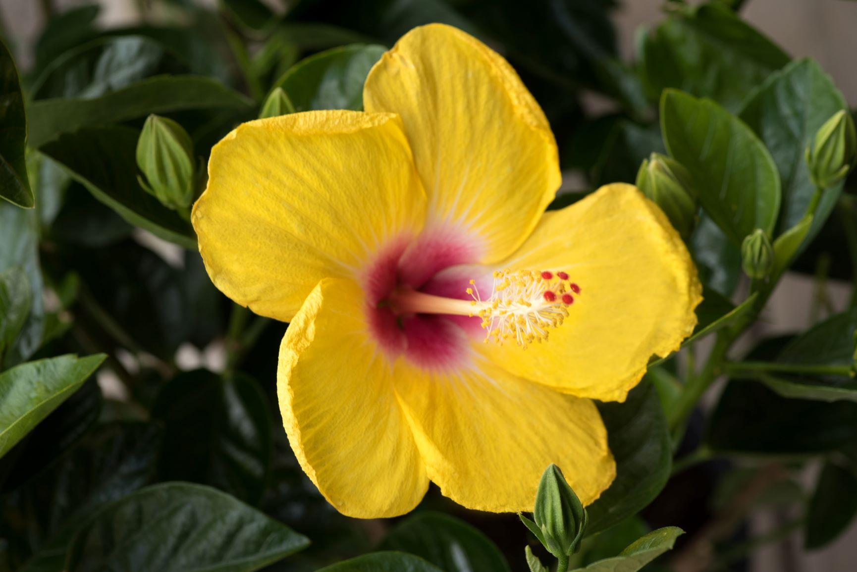 Hibiscus Bush Hollywood Premium - View 18 from www redcrocus com