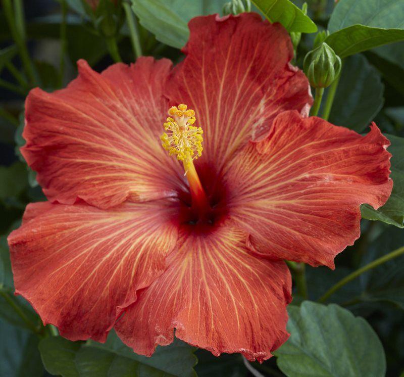 Hibiscus Bush Hollywood Premium - View 19 from www redcrocus com