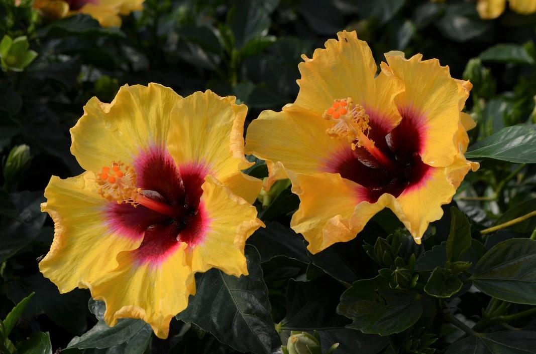 Hibiscus Bush Hollywood Premium - View 1 from www redcrocus com