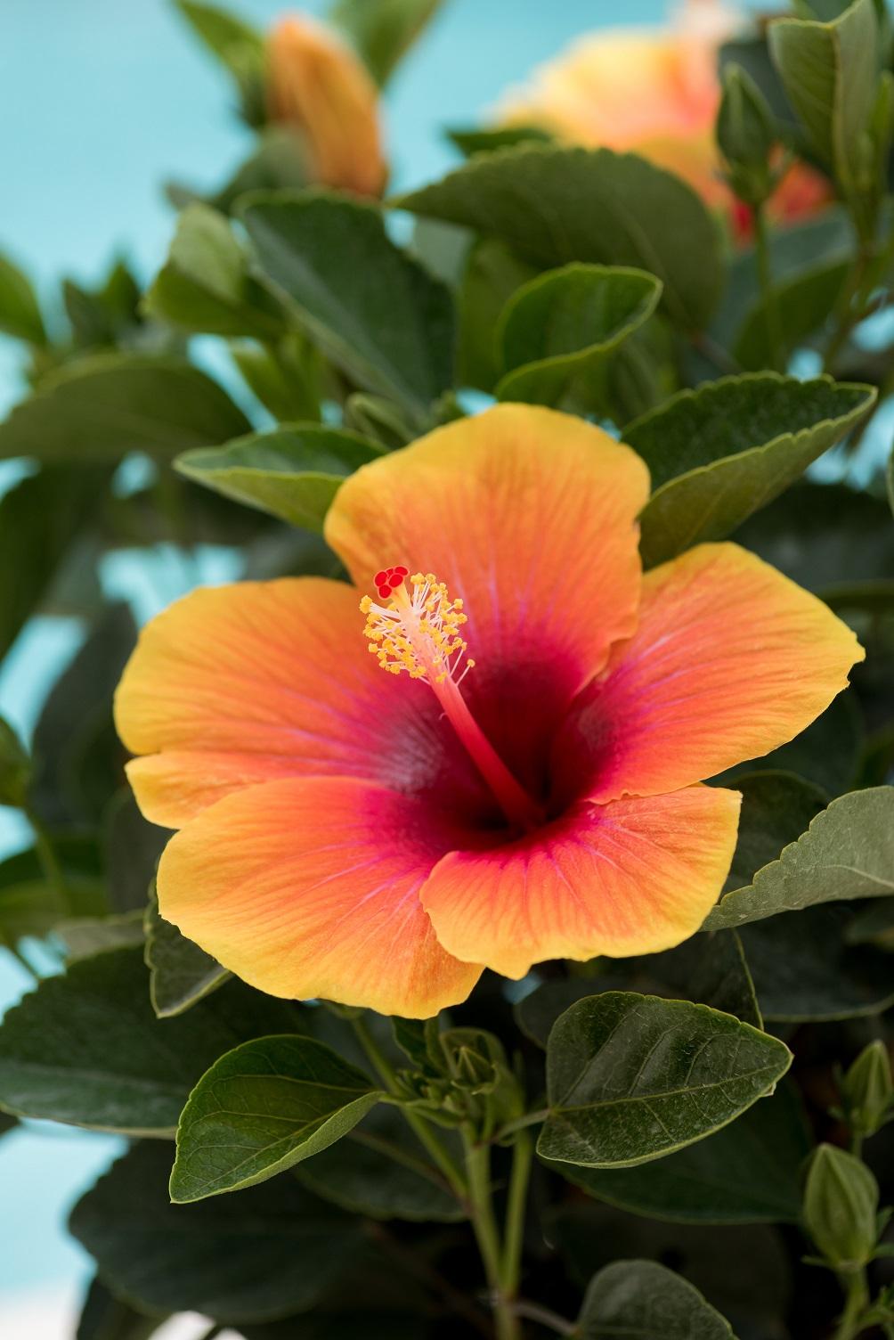 Hibiscus Bush Hollywood Premium - View 20 from www redcrocus com