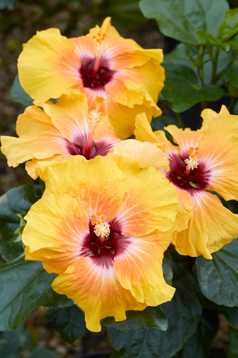 Hibiscus Bush Hollywood Premium - View 2 from www redcrocus com