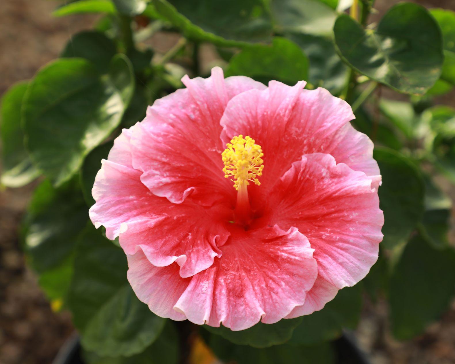 Hibiscus Bush Hollywood Premium - View 3 from www redcrocus com