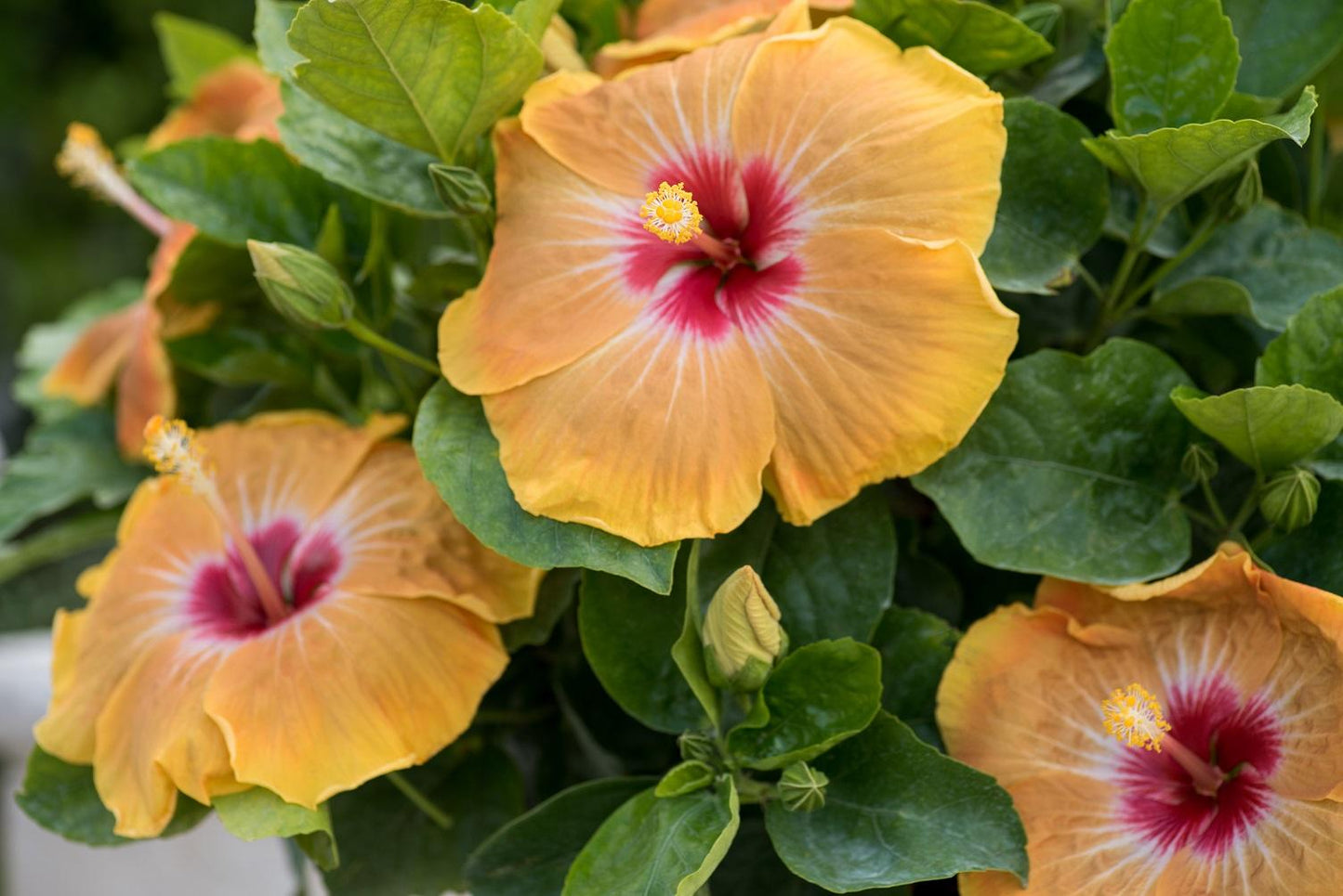 Hibiscus Bush Hollywood Premium - View 5 from www redcrocus com