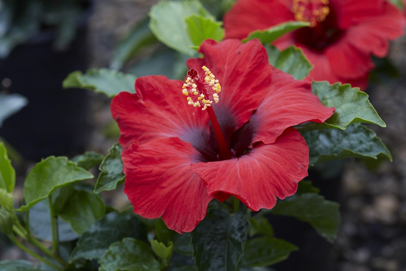 Hibiscus Bush Hollywood Premium - View 6 from www redcrocus com