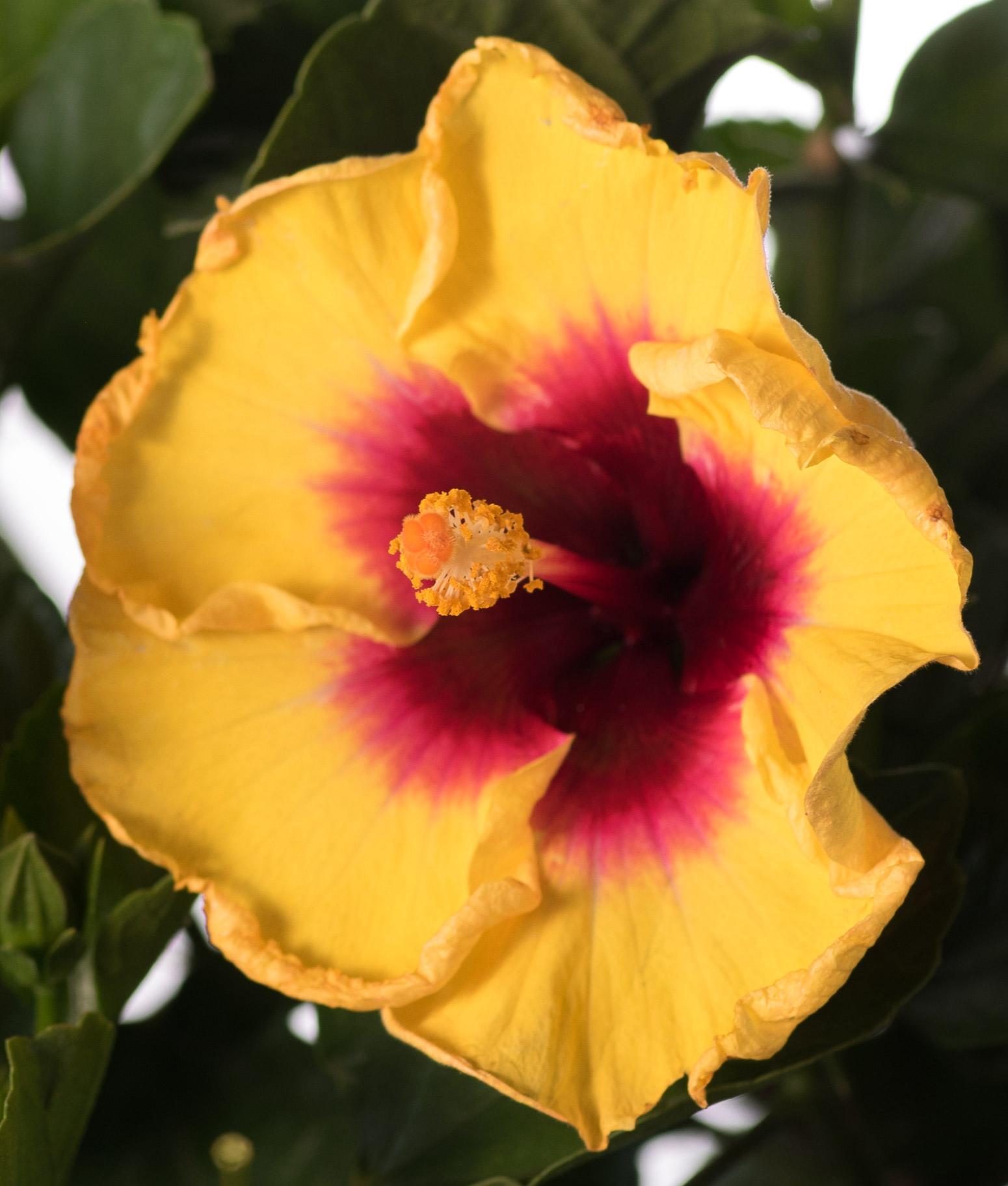 Hibiscus Bush Hollywood Premium - View 7 from www redcrocus com