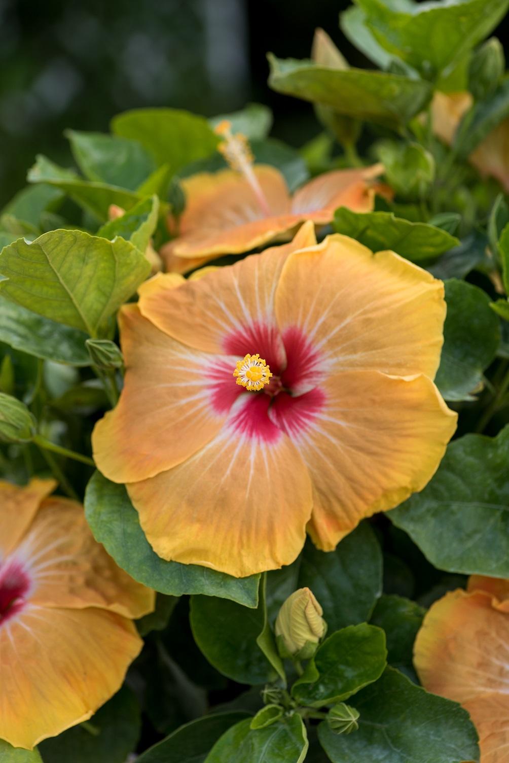 Hibiscus Bush Hollywood Premium - View 8 from www redcrocus com