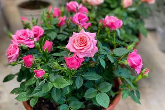 Mini Rose Assorted - View 15 from www redcrocus com
