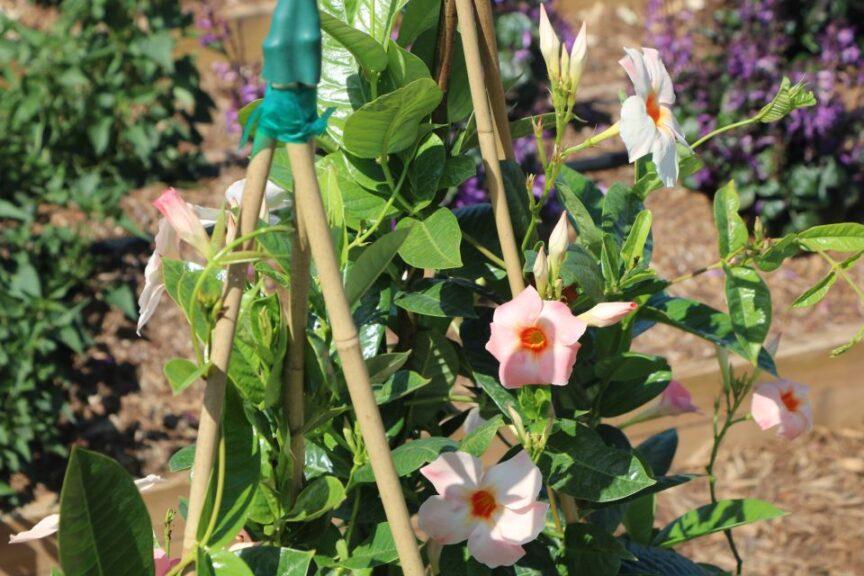 Mandevilla X Peach Trellis - View 10 from www redcrocus com