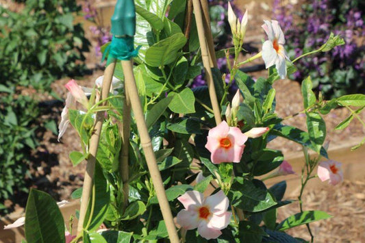 Mandevilla X Peach Trellis - View 10 from www redcrocus com