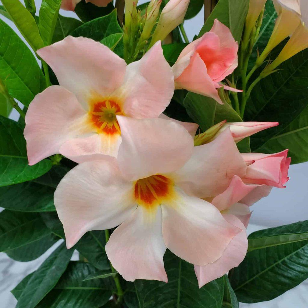 Mandevilla X Peach Trellis - View 11 from www redcrocus com