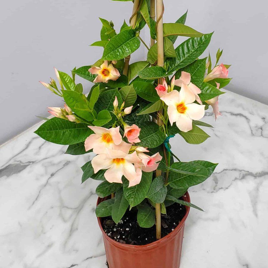 Mandevilla X Peach Trellis - View 13 from www redcrocus com