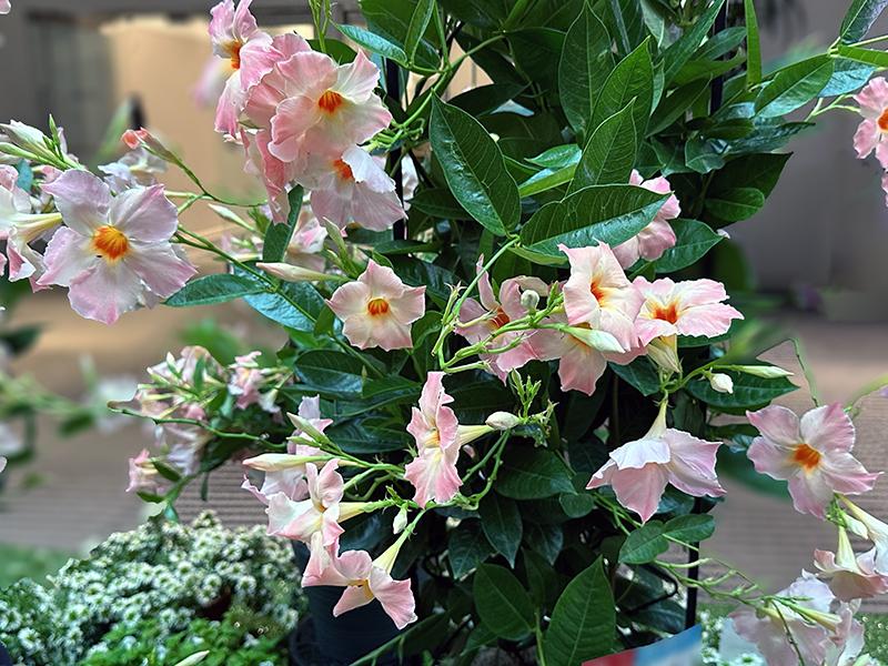 Mandevilla X Peach Trellis - View 15 from www redcrocus com