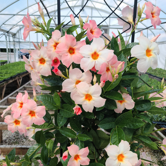 Mandevilla X Peach Trellis - View 16 from www redcrocus com