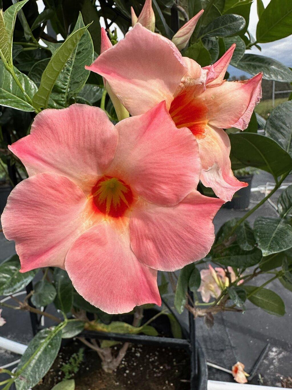 Mandevilla X Peach Trellis - View 18 from www redcrocus com