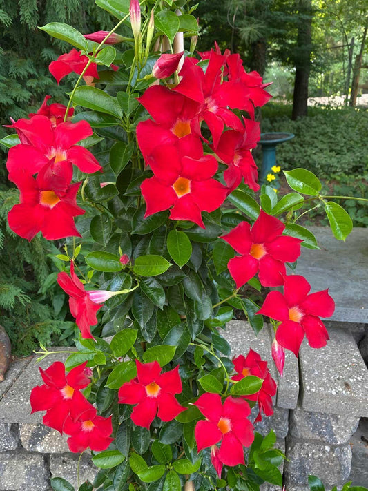 Mandevilla X Peach Trellis - View 1 from www redcrocus com
