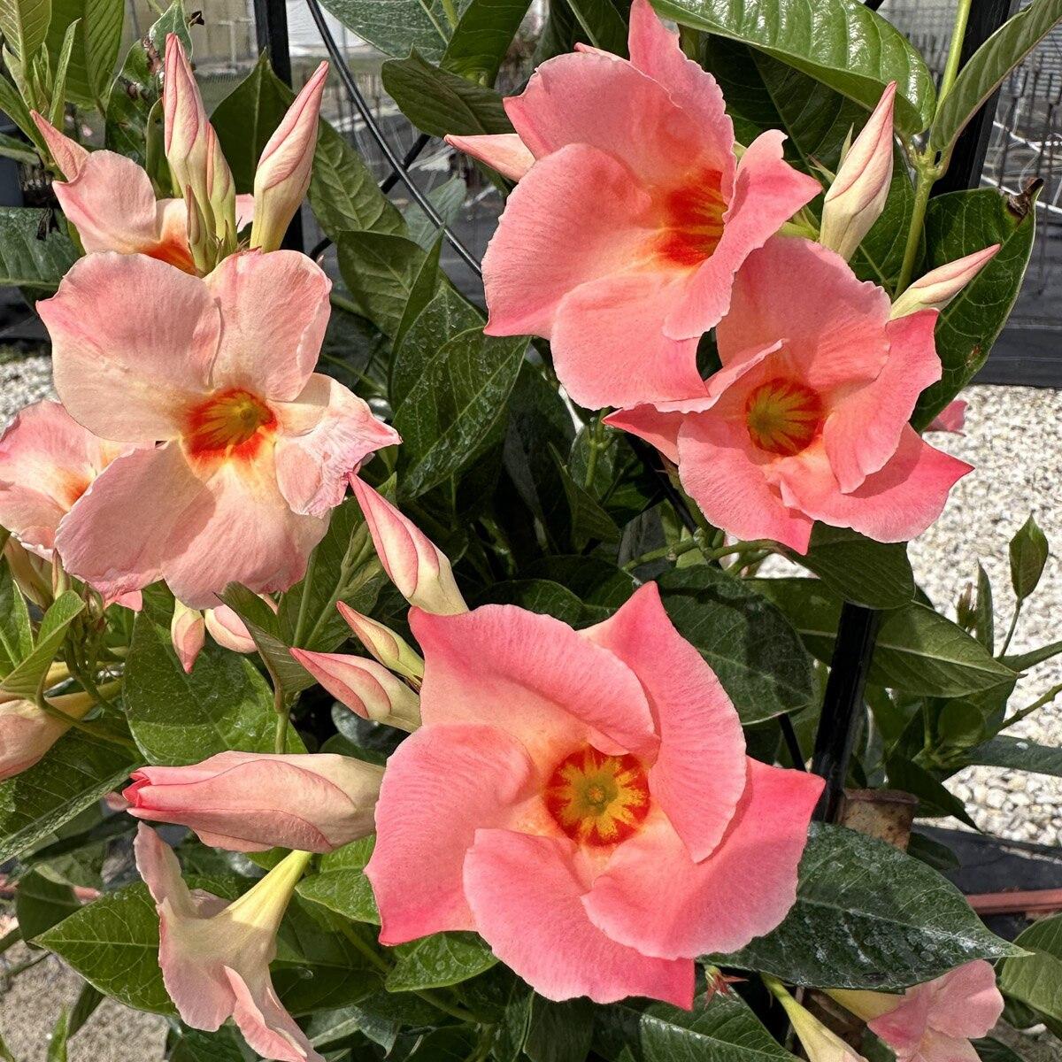 Mandevilla X Peach Trellis - View 2 from www redcrocus com