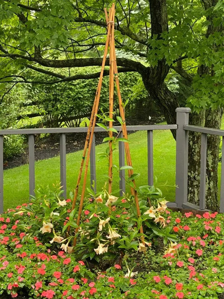 Mandevilla X Peach Trellis - View 3 from www redcrocus com