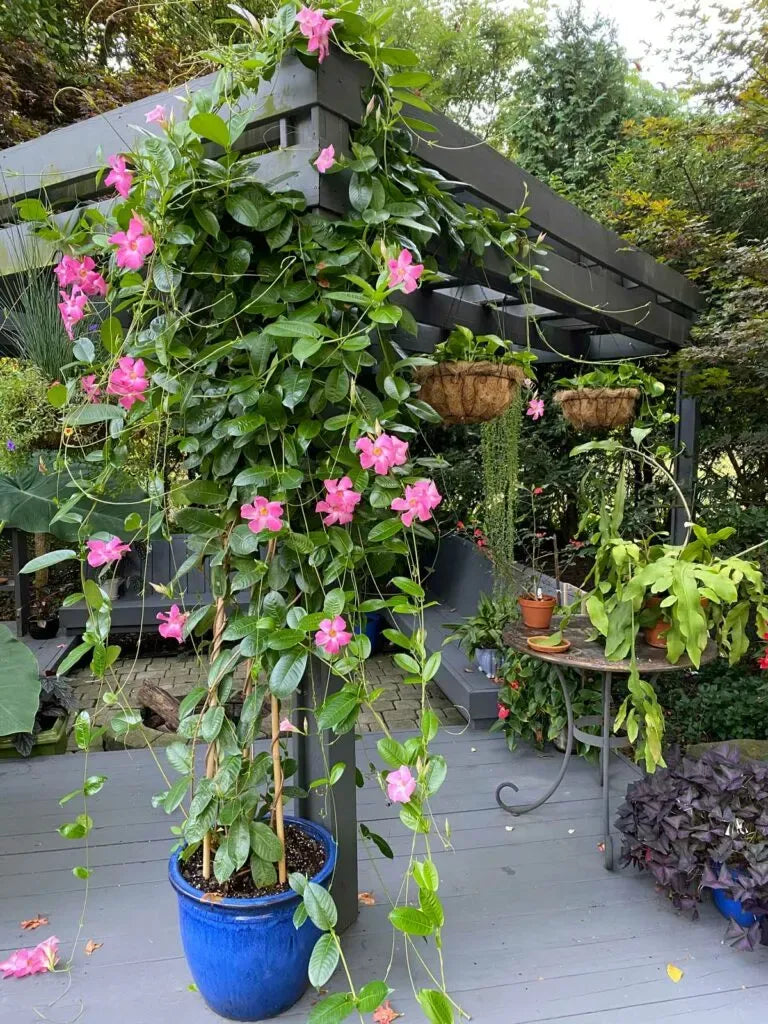 Mandevilla X Peach Trellis - View 4 from www redcrocus com